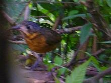 Scaled Antpitta